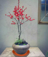 MSKIAUO terracotta plant saucer beside potted plant