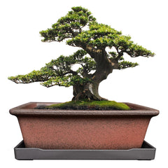 MUZHI 8.5 inch decorative ceramic bonsai planter pot with saucer