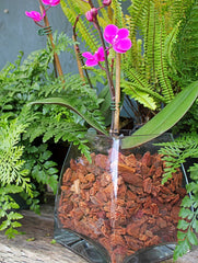 Natural Douglas Fir tree bark used for orchid potting