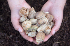 NaturesGoodGuys Praying Mantis Egg Cases displayed in a garden setting
