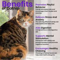 NatureZ Edge Catnip Seeds packaging and details