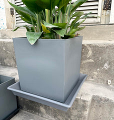 NIMYAU Square Plant Saucer 6 Inch with potted plant on top