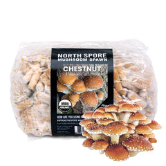 North Spore Organic Chestnut Mushroom Spawn Plugs front view