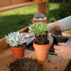 Omitgoter Succulent & Cactus Soil Mix in use with potted plants
