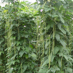 Open pack of VAACNEE yard long bean seeds