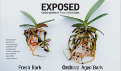 Orchiata Orchid Bark in use with orchids in a pot