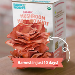 Organic plant-based soil from Back to the Roots Mushroom Grow Kit