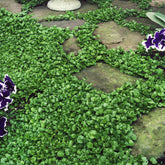 Outsidepride Dichondra Repens seeds 2 lbs packaging