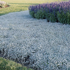 Outsidepride Dichondra Silver Falls Seeds package front view