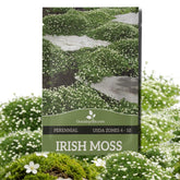 Outsidepride Irish Moss seeds pack containing 10000 seeds