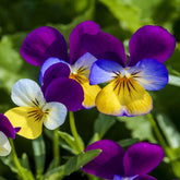 Outsidepride Johnny Jump Up Viola Flower Seeds packaging