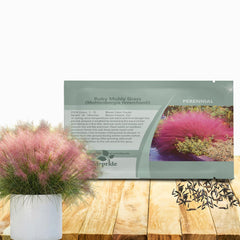 Outsidepride Ruby Muhly Grass Seeds package front view