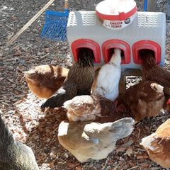 OverEZ Chicken Feeder demonstrating no-waste feeding design