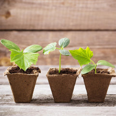 Park Seed CowPots in a garden setting with seedlings