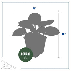 Patriot hosta plants planted along a garden pathway