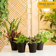 Peace Lily plant from Costa Farms Indoor Houseplant Pack