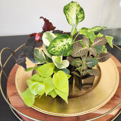 Peperomia plant displayed in a ceramic pot from Plants for Pets