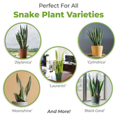 PERFECT PLANTS Snake Plant Soil mix in a pot with snake plants