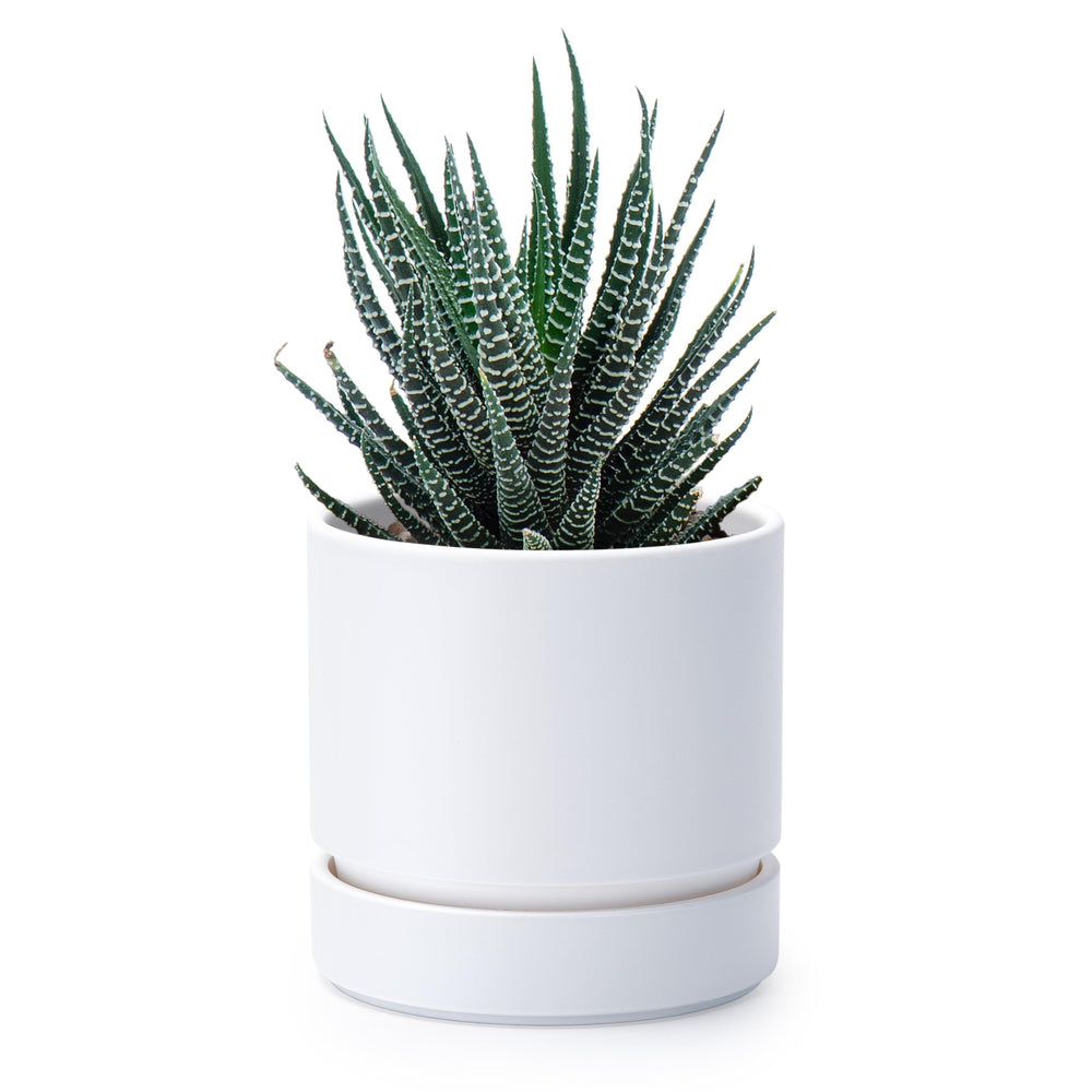 Phoenix Vine 4 Inch Matte White Planter Pot front view