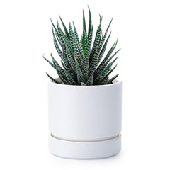 Phoenix Vine 4 Inch Matte White Planter Pot front view