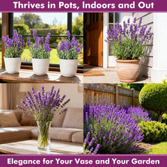 PLANTMEW lavender seeds packet with purple flowers