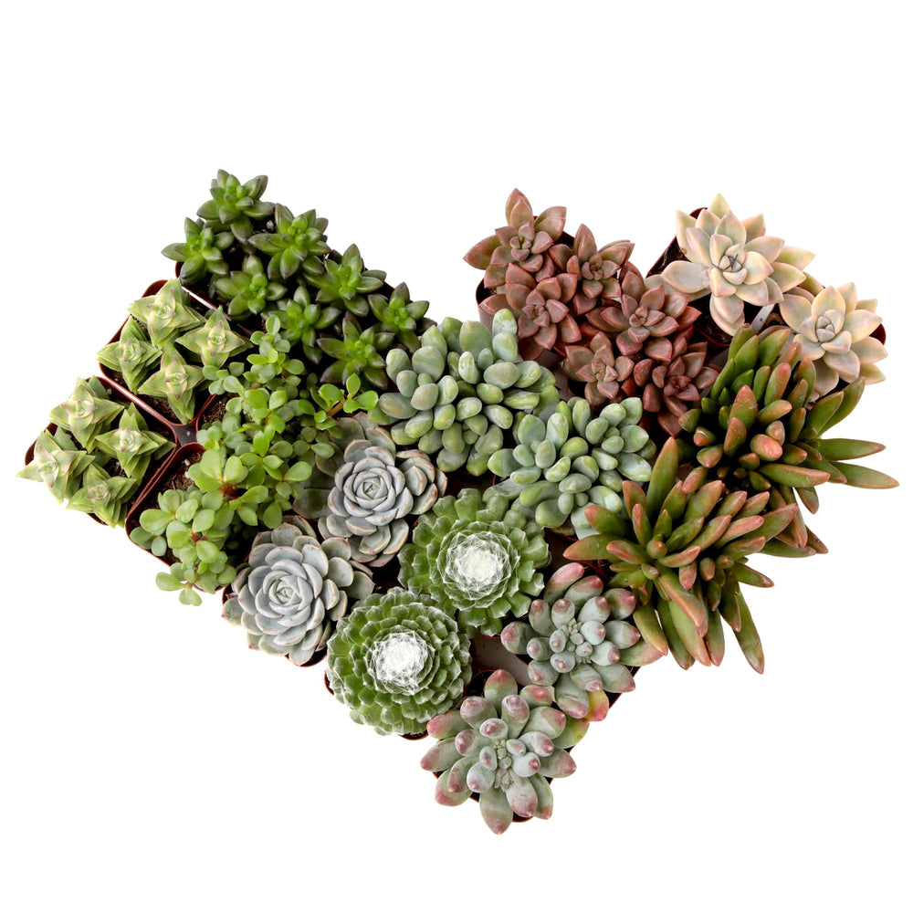 Plants for Pets Live Succulents 20-Pack assorted succulents in 2 in. pots