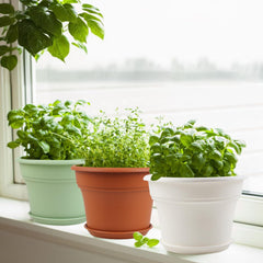 Pottiffe 10 inch terracotta planter pot with saucer