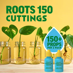 Propagation drops in use with indoor plants like pothos and monstera
