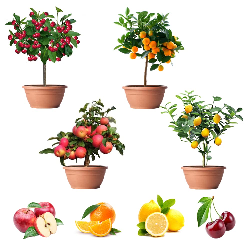 QEVJEKR Dwarf Bonsai Fruit Tree Seeds mixed pack front view