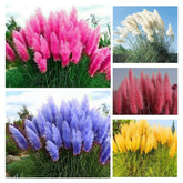 QEVJEKR Pampas Grass Seeds Mix package front view