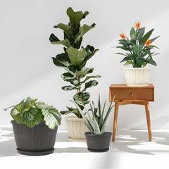 Quarut 12 Inch Planters displayed in outdoor garden