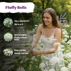 Queen Anne's Lace flowers blooming in a garden