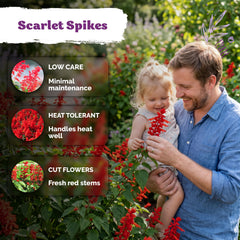 Red tubular flowers of Scarlet Sage attracting hummingbirds