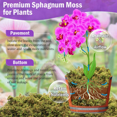 Riare sphagnum moss in a gardening setting