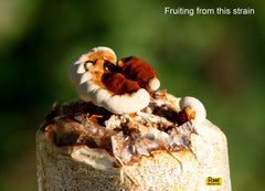 Root Mushroom Farm Reishi Liquid Culture in a gardening setup