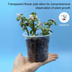 RooTrimmer 50-pack of clear seeding pots with seedlings