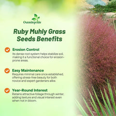 Ruby Muhly Grass in a decorative garden setting