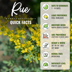 Rue Herb plant with blue-green leaves and yellow flowers