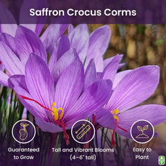 Saffron Crocus corms ready for planting, showing large size