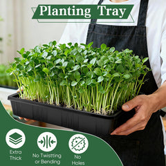 Sckee Plant Growing Tray side view showing dimensions