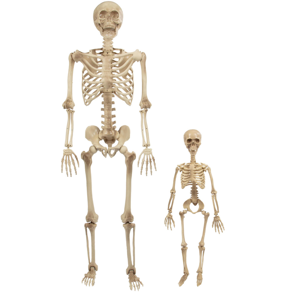 SCS Direct Halloween adult skeleton 5'4" front view