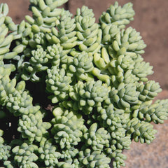 Sedum Burrito succulent basket hanging indoors