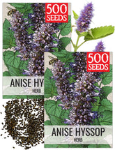 Seed Needs Anise Hyssop seeds packet front view with illustration