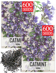 Seed Needs Catmint Herb Seeds 2 Packs front view