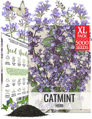 Seed Needs Catmint Seeds packet front view with illustration