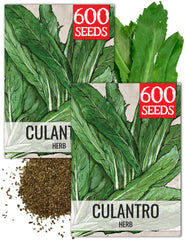 Seed Needs Culantro herb seeds packet front view