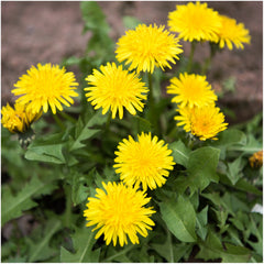 Seed Needs dandelion seeds variety pack with three different seed packets