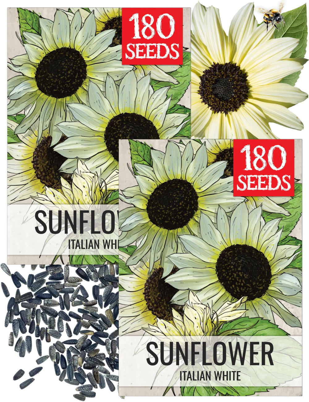 Seed Needs Italian White Sunflower Seeds front packet view