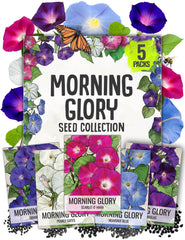Seed Needs Morning Glory Seeds variety pack front view with artistic illustrations