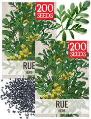 Seed Needs Rue Herb Seeds packet front view